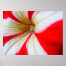 Flor del bastón de caramelo posters