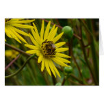 flor felicitacion 