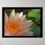 Flor rosada posters