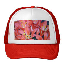 Flor y origen del lirio de Clivia Gorras