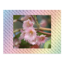 Flora 4 post cards