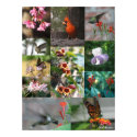 Flora and Fauna of LA posters