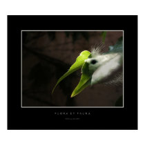Flora and Fauna posters