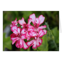 flora cards
