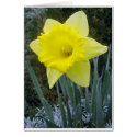 flora for spring #11 cards