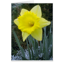 flora for spring #11 cards