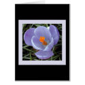 flora for spring #2 cards