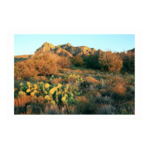 Flora of the Southwest posters