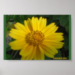 Flora Print