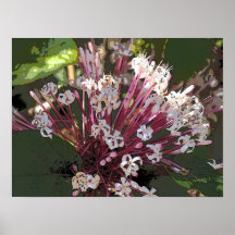 Floración de la flor impresiones