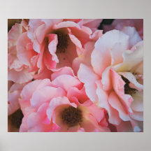 Floraciones color de rosa rosadas apacibles - foto impresiones