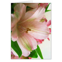 Floral All occassion Cards