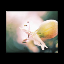 Floral and textures canvas prints