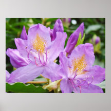 Floral art prints Landscape Rhodies Flowers