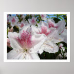Floral art prints White Pink Azalea Flowers Garden