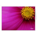 Floral Beauty cards by MiamiAngel Floral Beauty cards