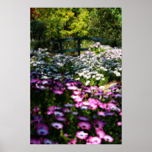 "Floral Bridge", African Daisies Posters