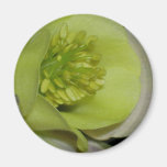 Floral detail magnets