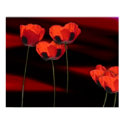 Floral Dreams 11 posters by PopsArt Floral Dreams 11 posters