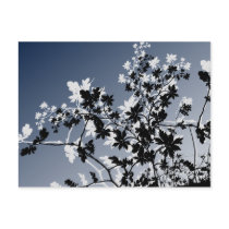 flower, flowers, floral, flora, flourish, garden, nature, art, design, gift, gifts, blue, postcard, postcards, Postcard with custom graphic design