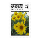 Floral Explosion Postage Stamp
