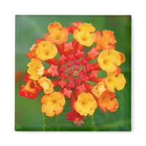 Floral Fireworks Magnet #3 by bontondesigns Floral Fireworks Magnet #3