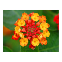 Floral Fireworks Poster posters