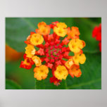 Floral Fireworks - Poster