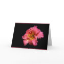 floral Framed, Thinking of You cards by ImagesbyKelly floral Framed, Thinking of You cards