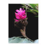 Floral Fuschia Postcard