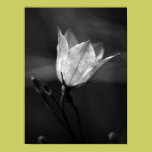 Floral Glow - Black and White Flower Photo posters