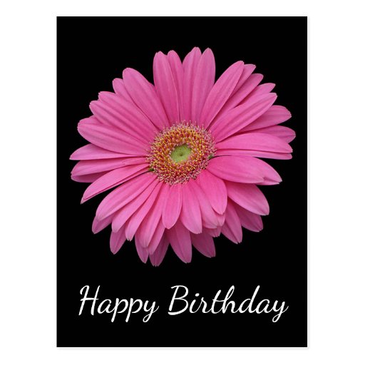 Floral Happy Birthday Pink Gerbera Daisy Black Postcard Zazzle