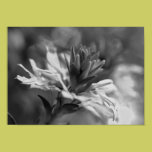 Floral in Black and White Framed Print posters