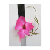 Floral M_195-1 Blank Postcard