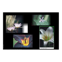 Floral Montage posters by scotthussey Floral Montage posters