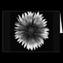 Floral Note Card of  Fiery Silver Daisy cards
