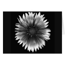 Floral Note Card of  Fiery Silver Daisy