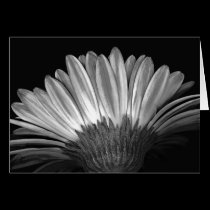 Floral Note Card of Silver Gerbera Daisy cards