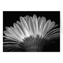 Floral Note Card of Silver Gerbera Daisy