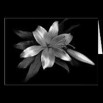 Floral Note Card Silver Stargazer Lily cards