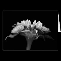 Floral Note Card Silver Sunflower cards