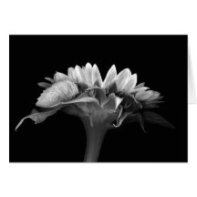 Floral Note Card Silver Sunflower