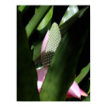 Floral Pastel Canvas Posters