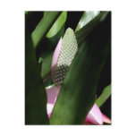 Floral Pastel Post Card