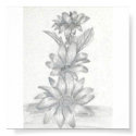 Floral Pencil Drawing posters