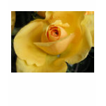 Floral Photo Apparel by Leslie Harlow t-shirts