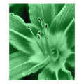 floral photoenlargement