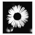 floral photoenlargement