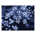 floral photoenlargement
