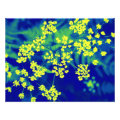 floral photoenlargement